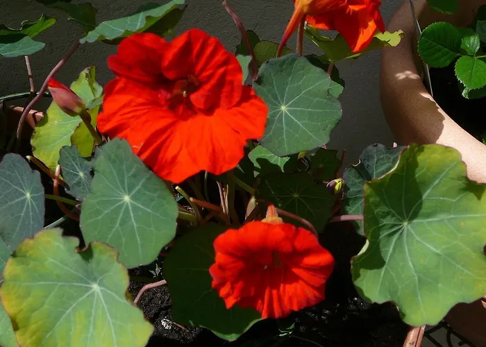 Cafe Alt Διαμέρισμα *